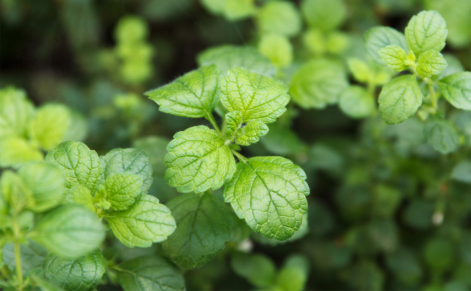 Bergamot mint ベルガモットミント