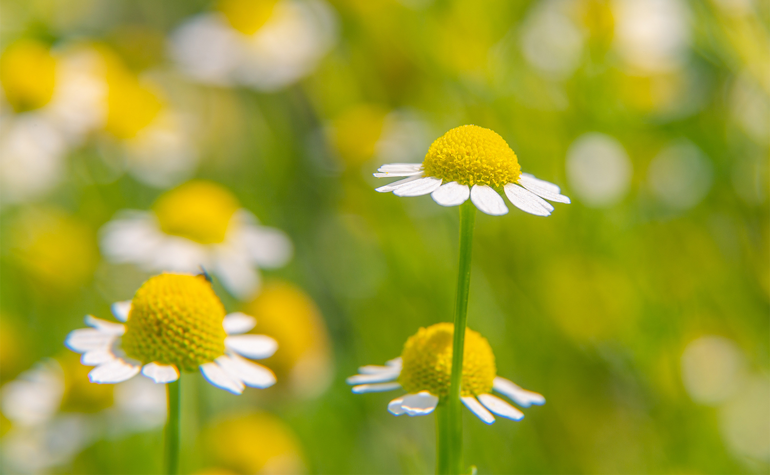 Chamomile German カモミール・ジャーマン