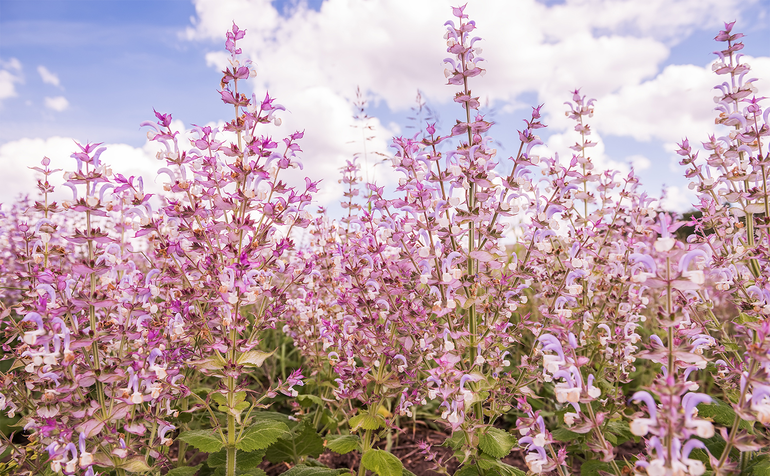 Clary sage クラリセージ