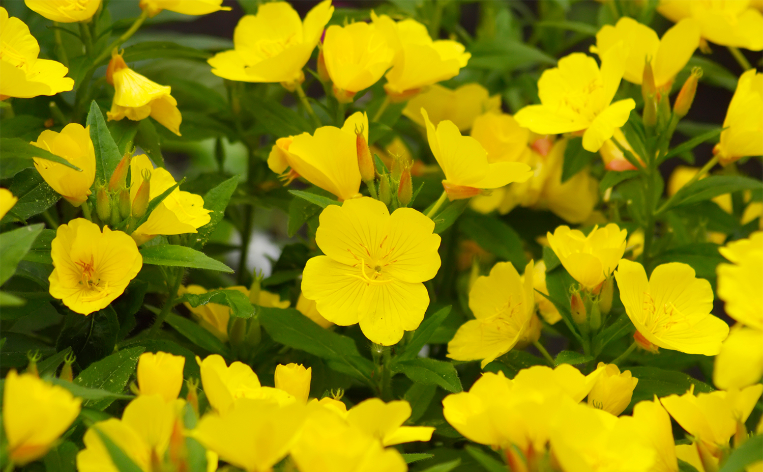 Evening Primrose イブニングプリムローズ 月見草