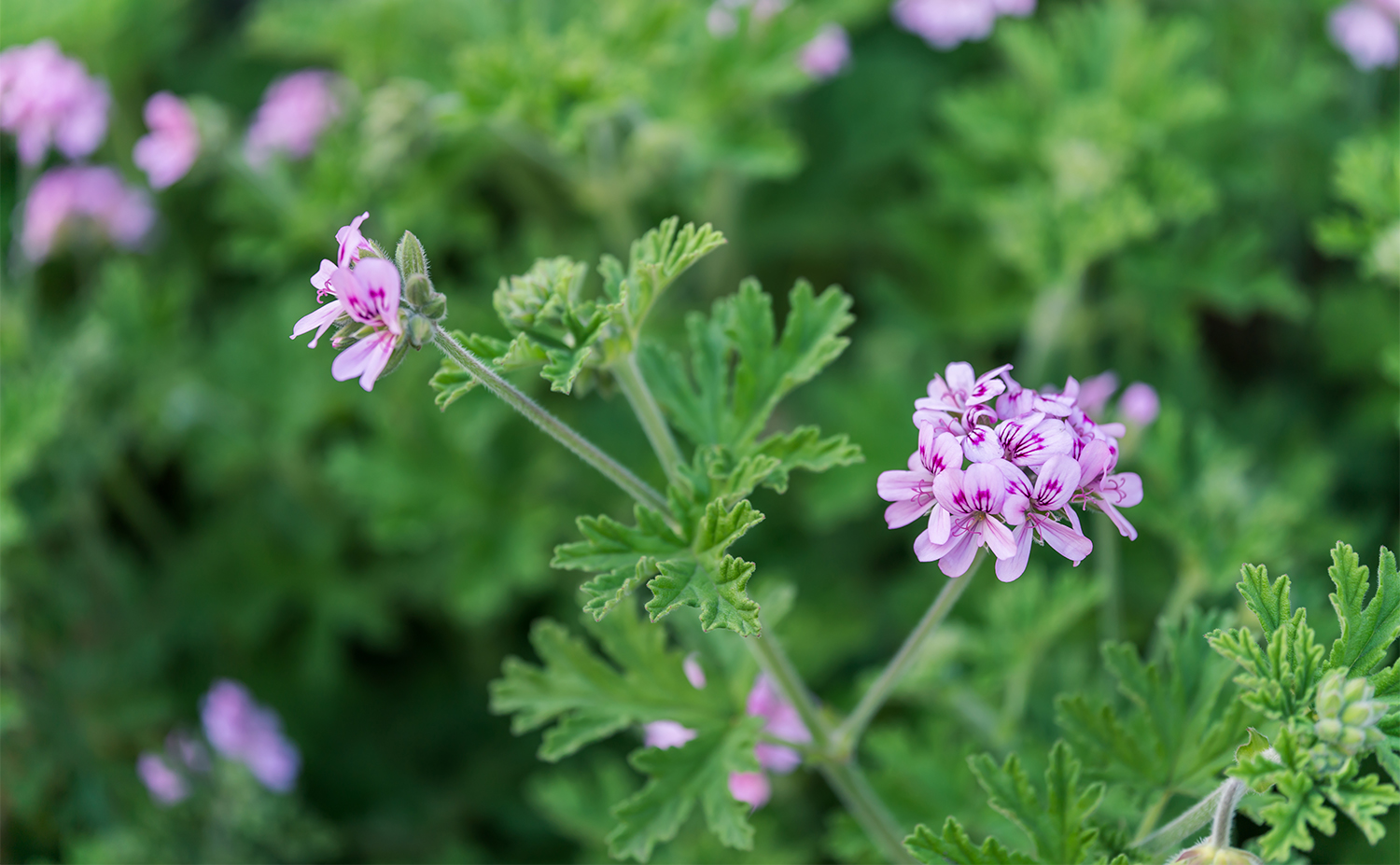 Geranium ゼラニウム