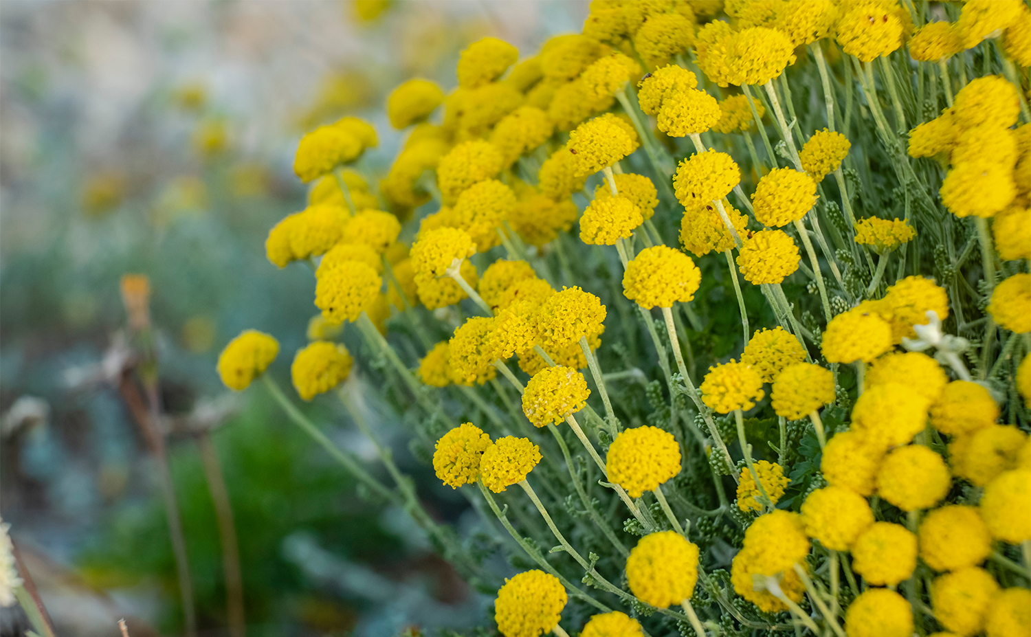 Helichrysum ヘリクリサム（Immortelle イモーテル）