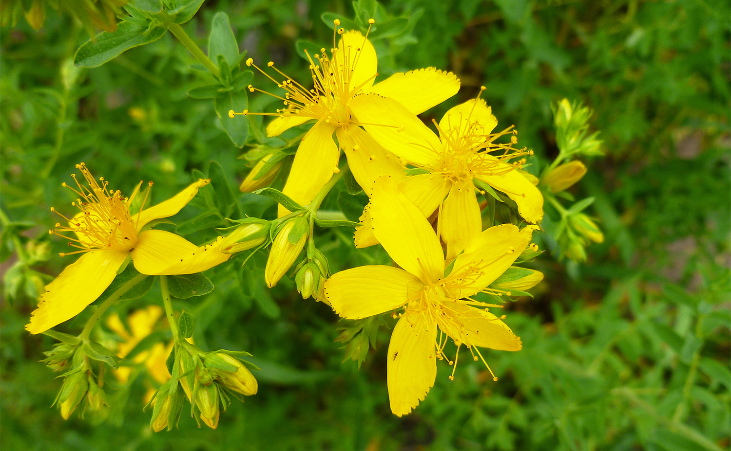 St. John's wort セントジョーンズワート（Hypericum perforatum 西洋オトギリソウ）	