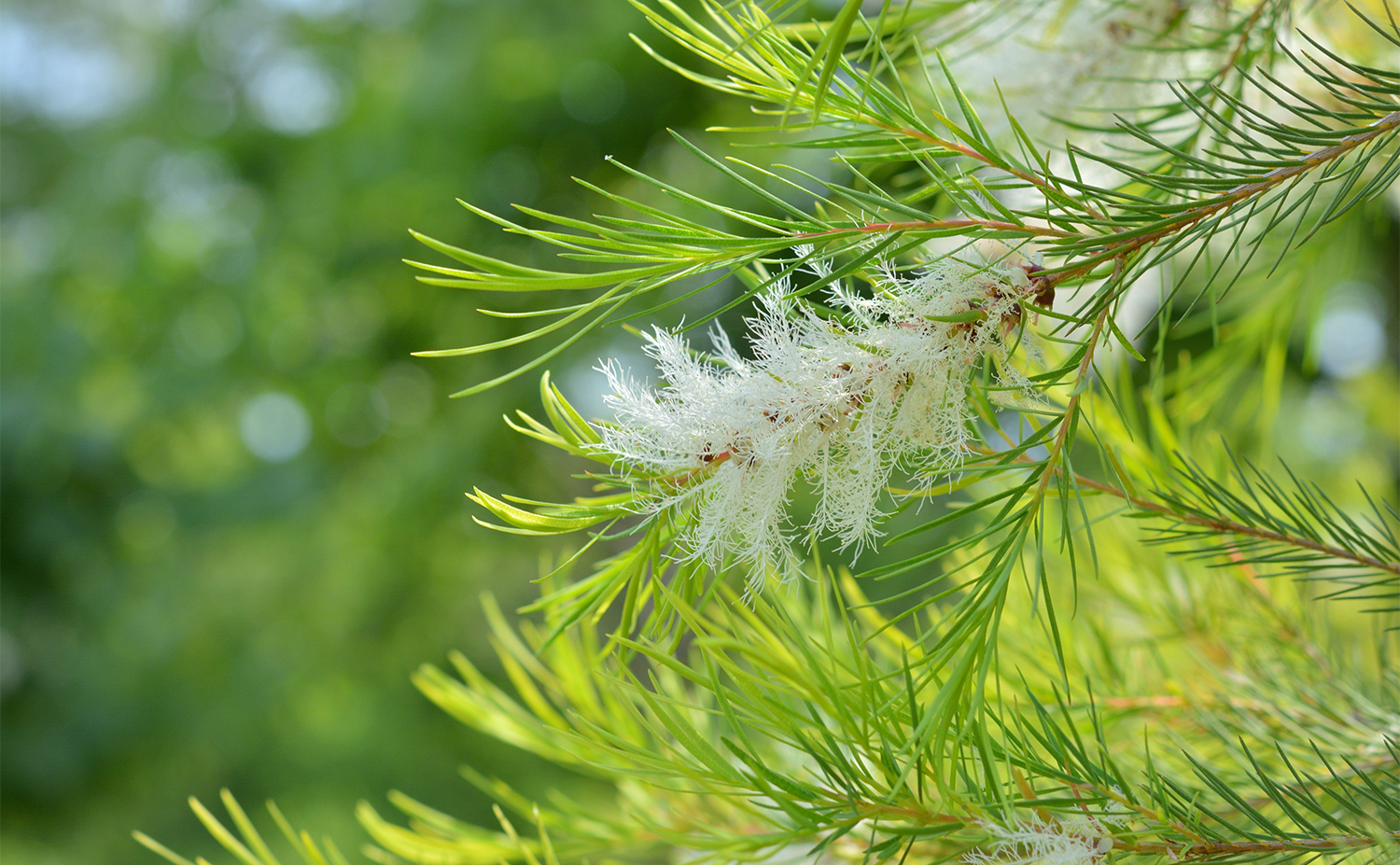 Tea tree ティートリー